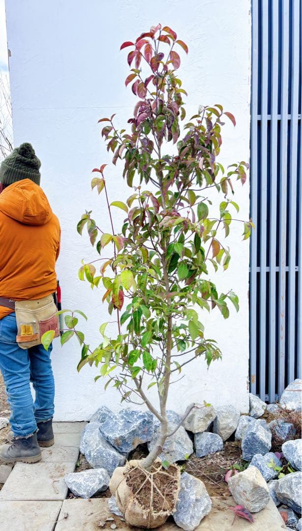 幹太。逸品常緑ヤマボウシ ホンコンエンシス1.9M(鉢底から)品番D