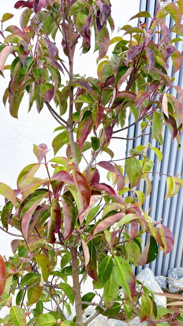 幹太。逸品常緑ヤマボウシ ホンコンエンシス1.9M(鉢底から)品番D