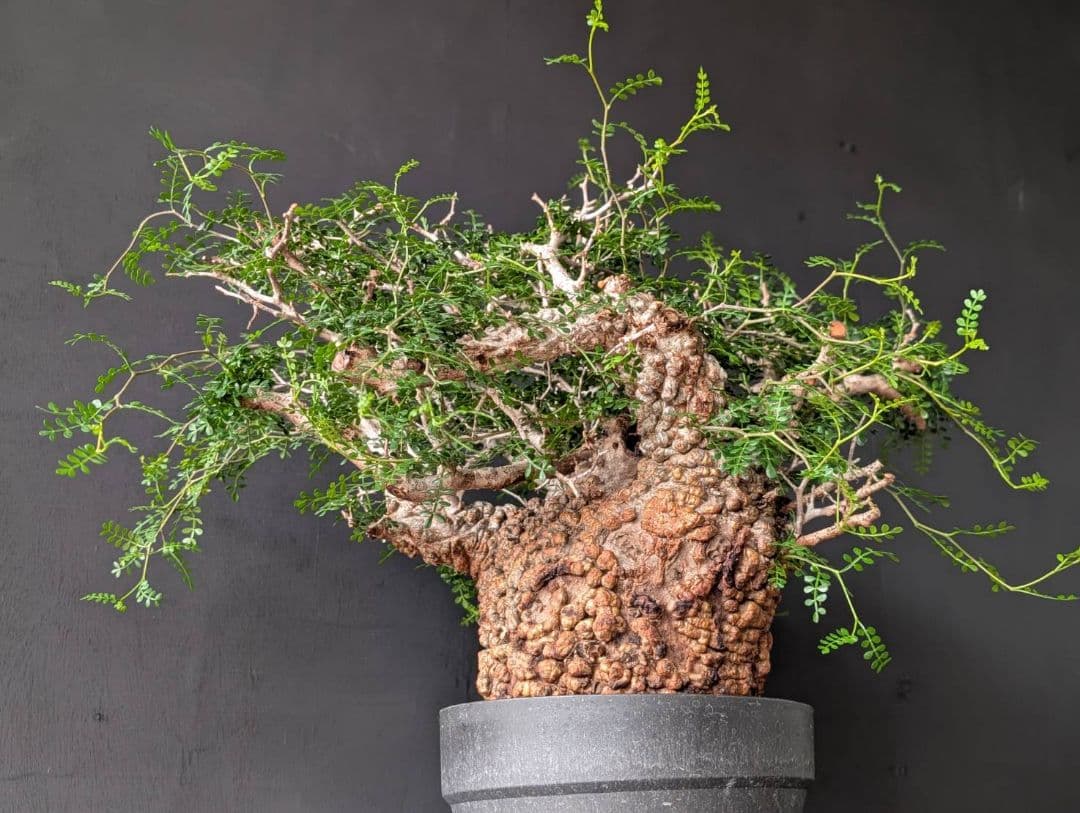 オペルクリカリアパキプス 発根済み 発根管理 塊根 コーデックス ベアルート