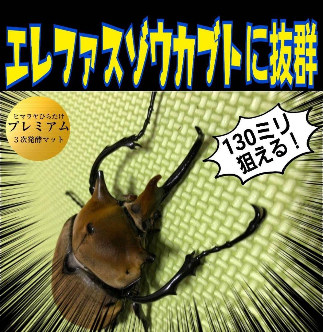極上☆ギネス狙いに！プレミアム3次発酵カブトムシマット【6袋】特殊アミノ酸強化