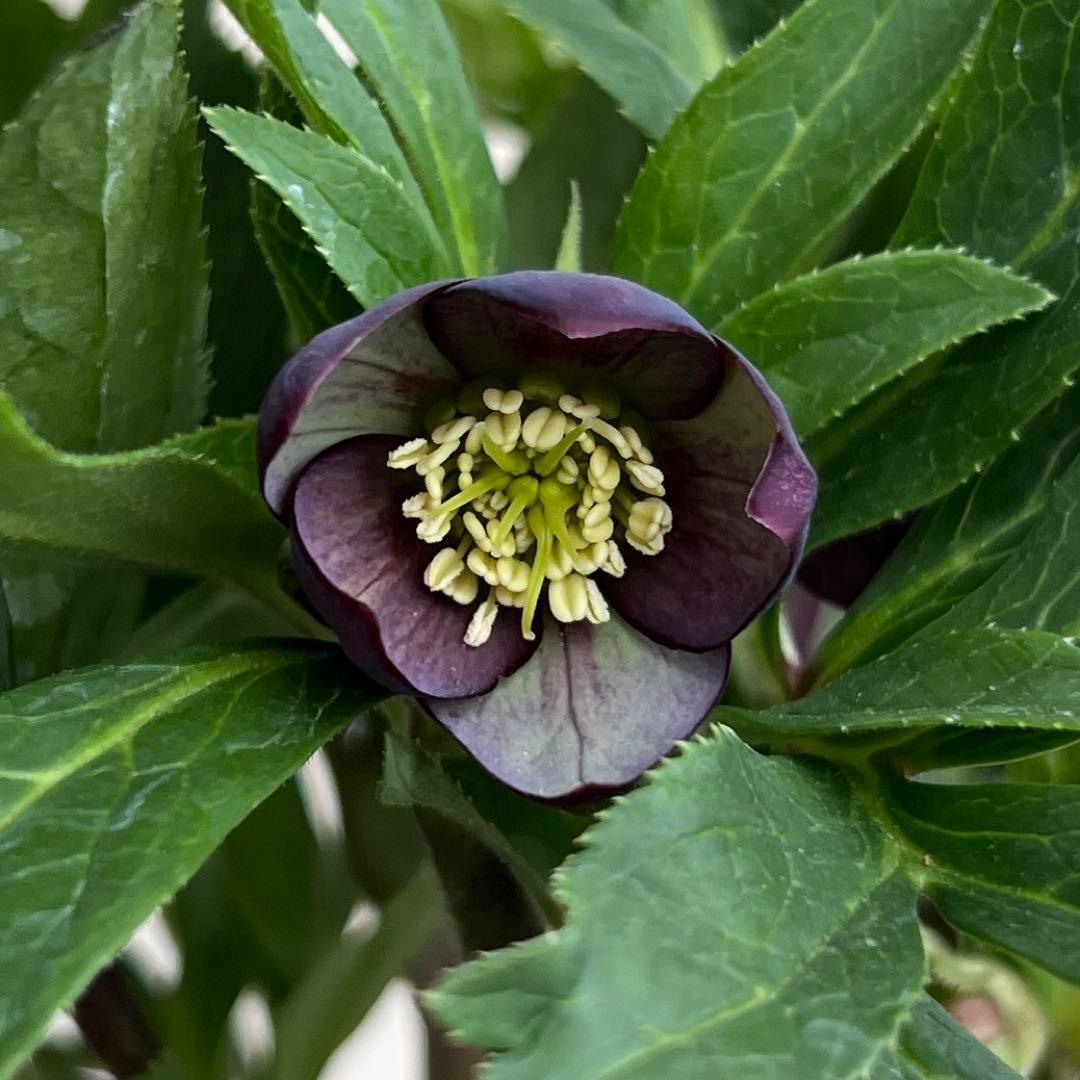 クロアチカス　原種　クリスマスローズ　開花苗　ベイン　小輪　sd