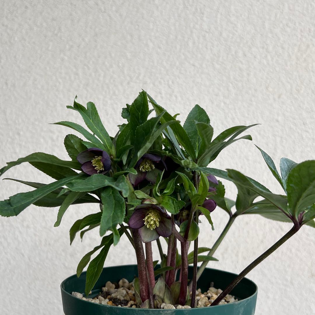 クロアチカス　原種　クリスマスローズ　開花苗　ベイン　小輪　sd