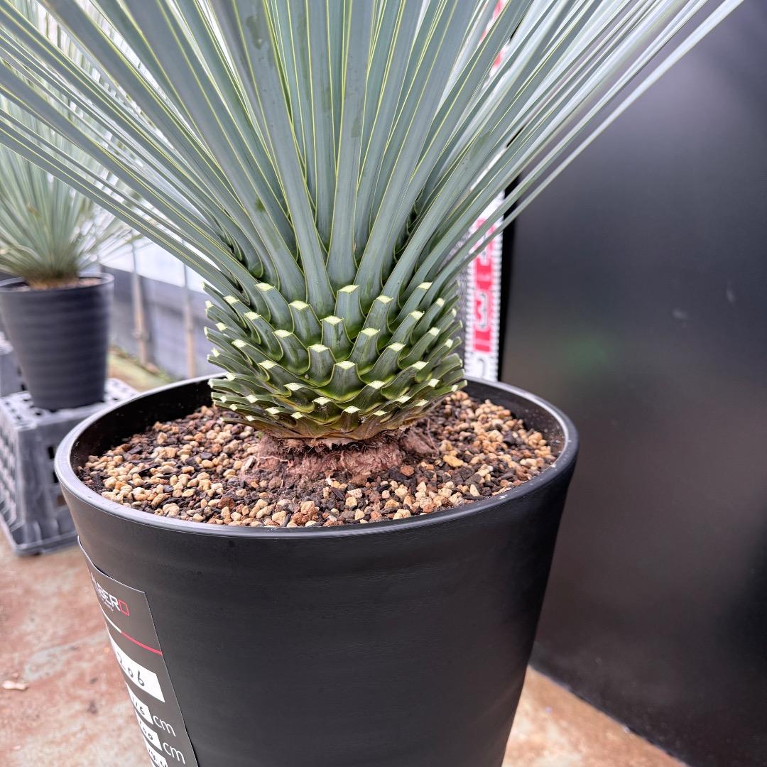 【AL1206】ユッカ　ロストラータ　ランチョブルー（品種名）