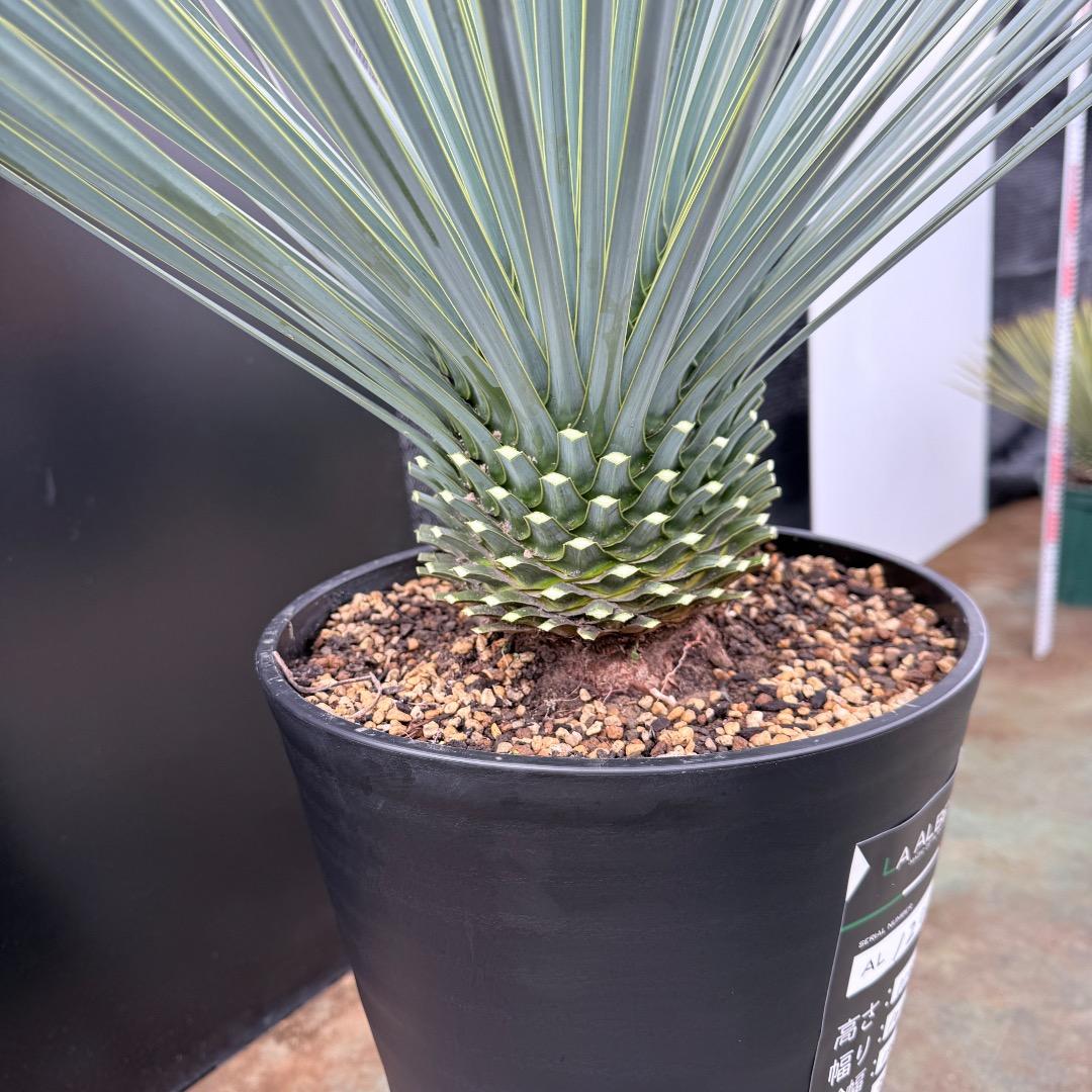 【AL1206】ユッカ　ロストラータ　ランチョブルー（品種名）