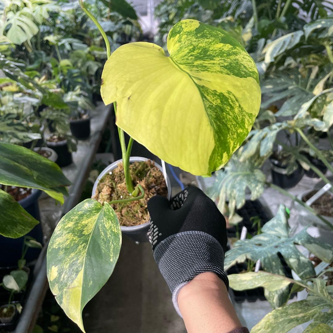 MC2 モンステラ　イエローマリリン　黄斑入り