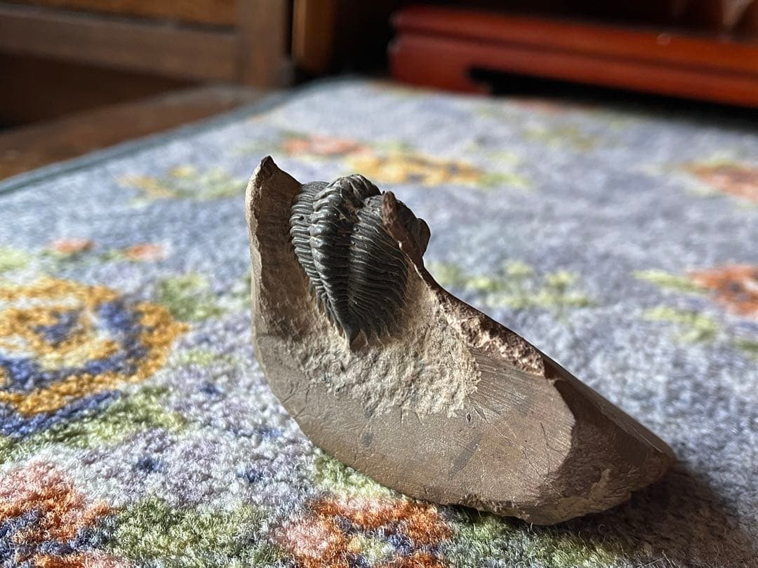 三葉虫　メタカンシナsp