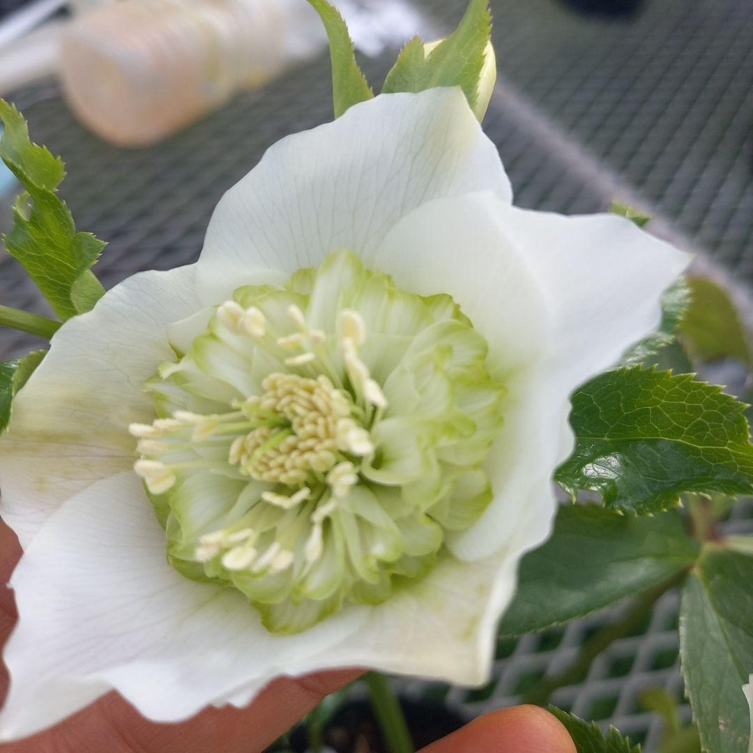 つぼみいっぱい！オリジナルグリーンリップ、2種植え♪クリスマスローズ大苗