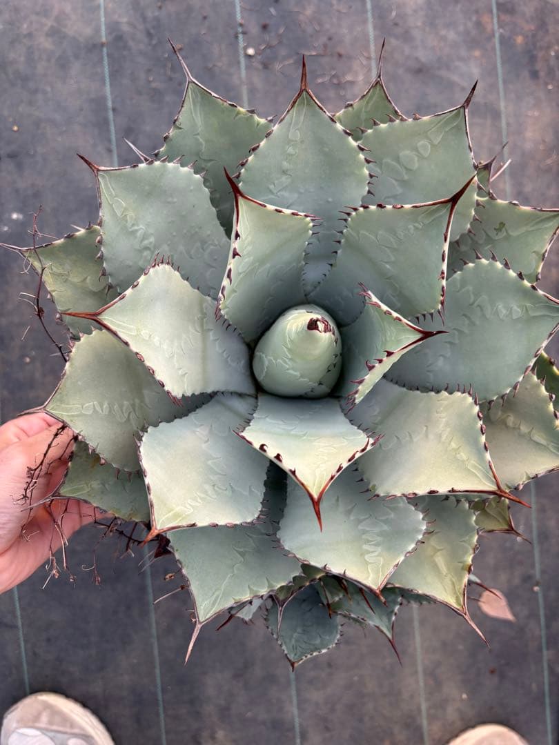 アガベ　パリーハイブリッド　特大サイズ　鉢毎発送致します。検　リップルエフェクト