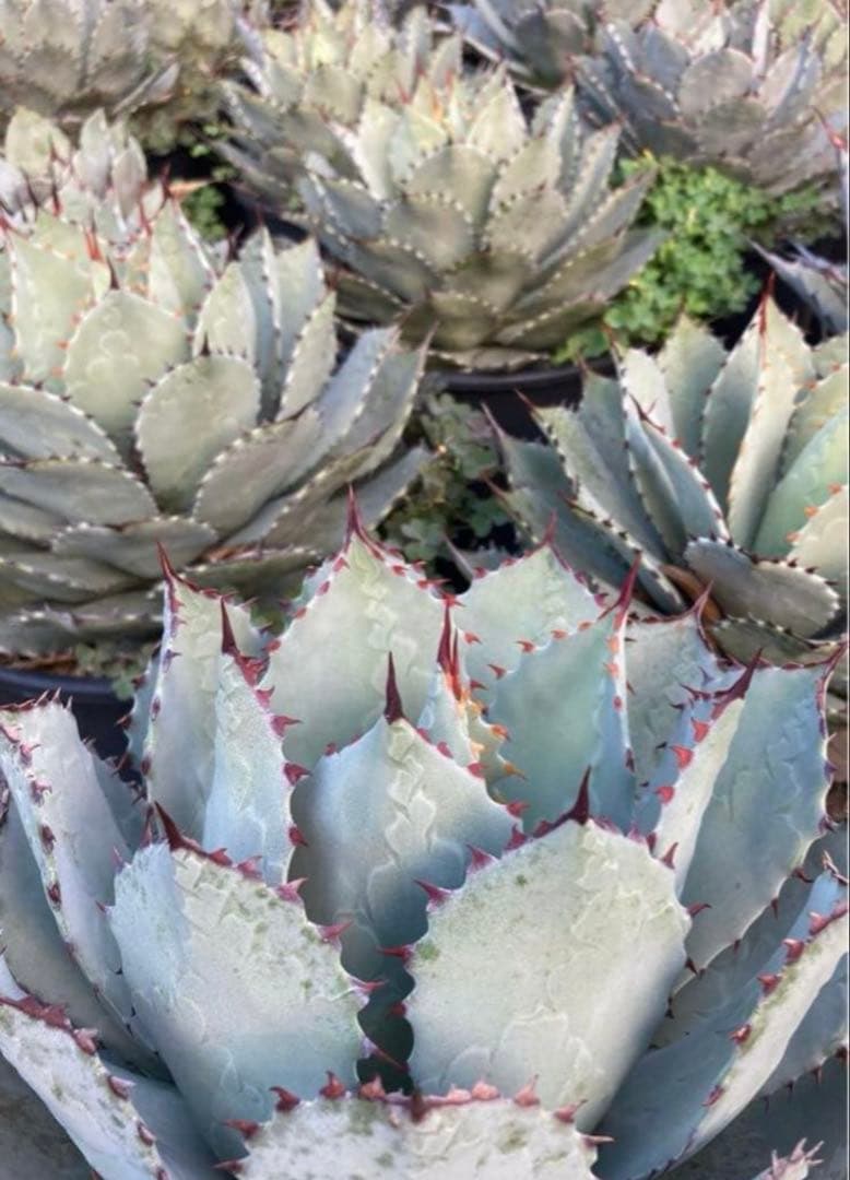 アガベ　パリーハイブリッド　特大サイズ　鉢毎発送致します。検　リップルエフェクト