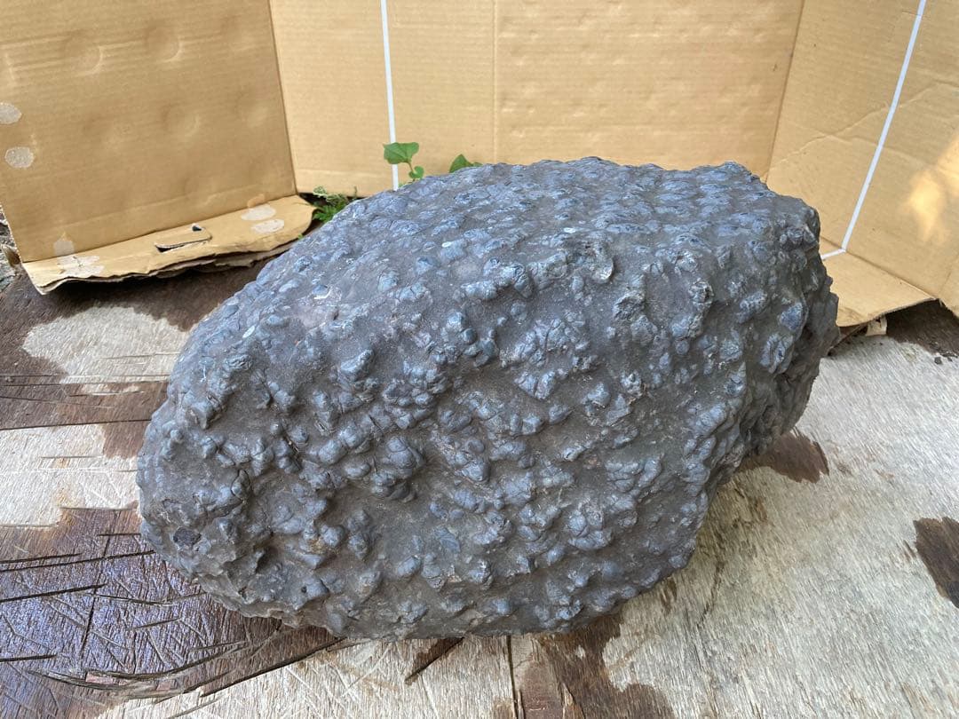 鱗石　豆石　真黒石