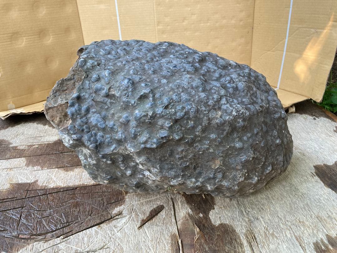 鱗石　豆石　真黒石