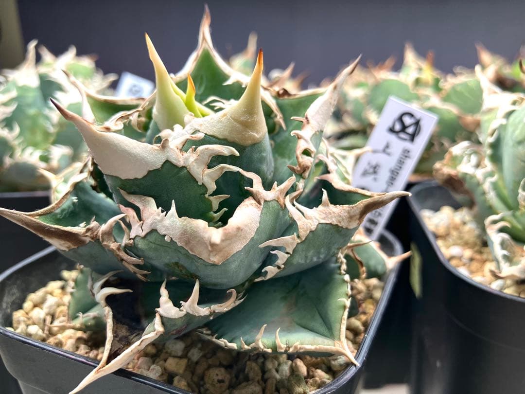 アガベ白豪棘　￼ OC子株(かき仔) (上澳園芸) ￼