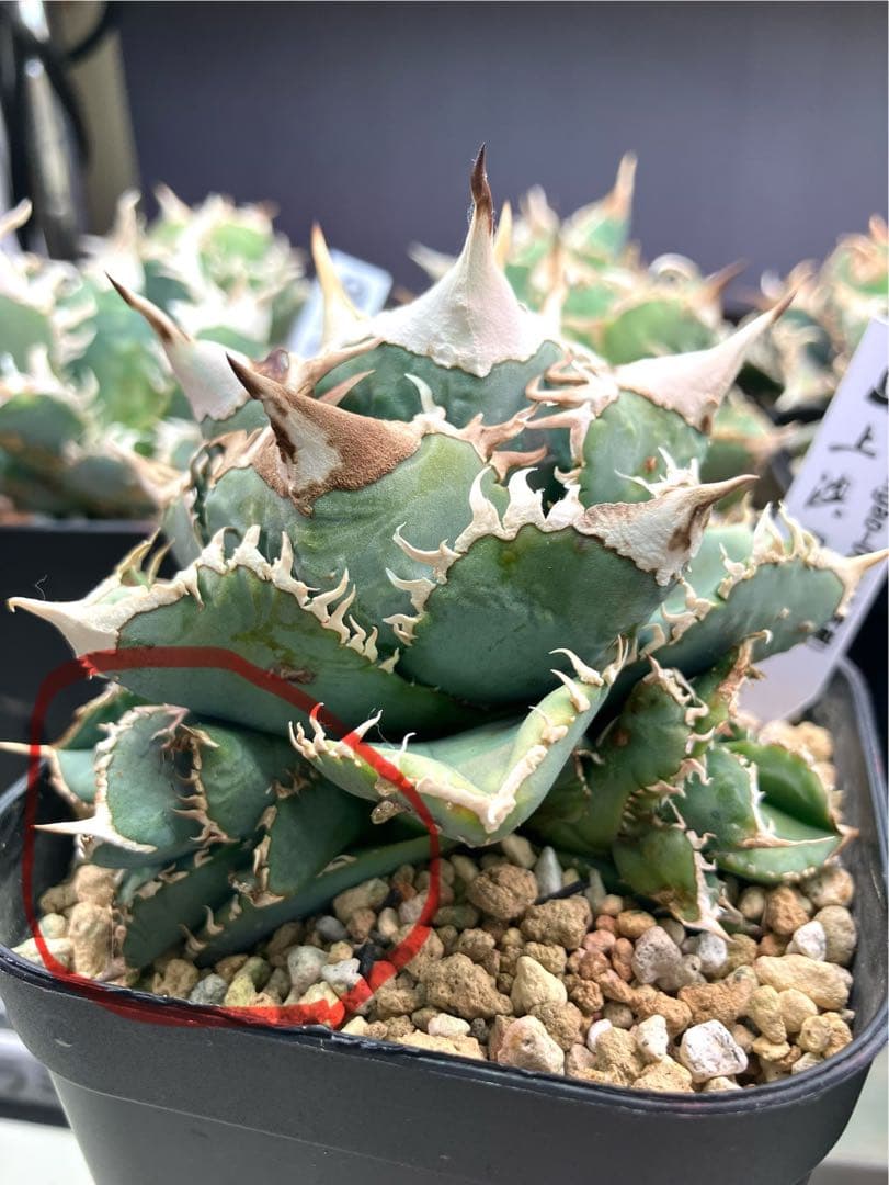 アガベ白豪棘　￼ OC子株(かき仔) (上澳園芸) ￼