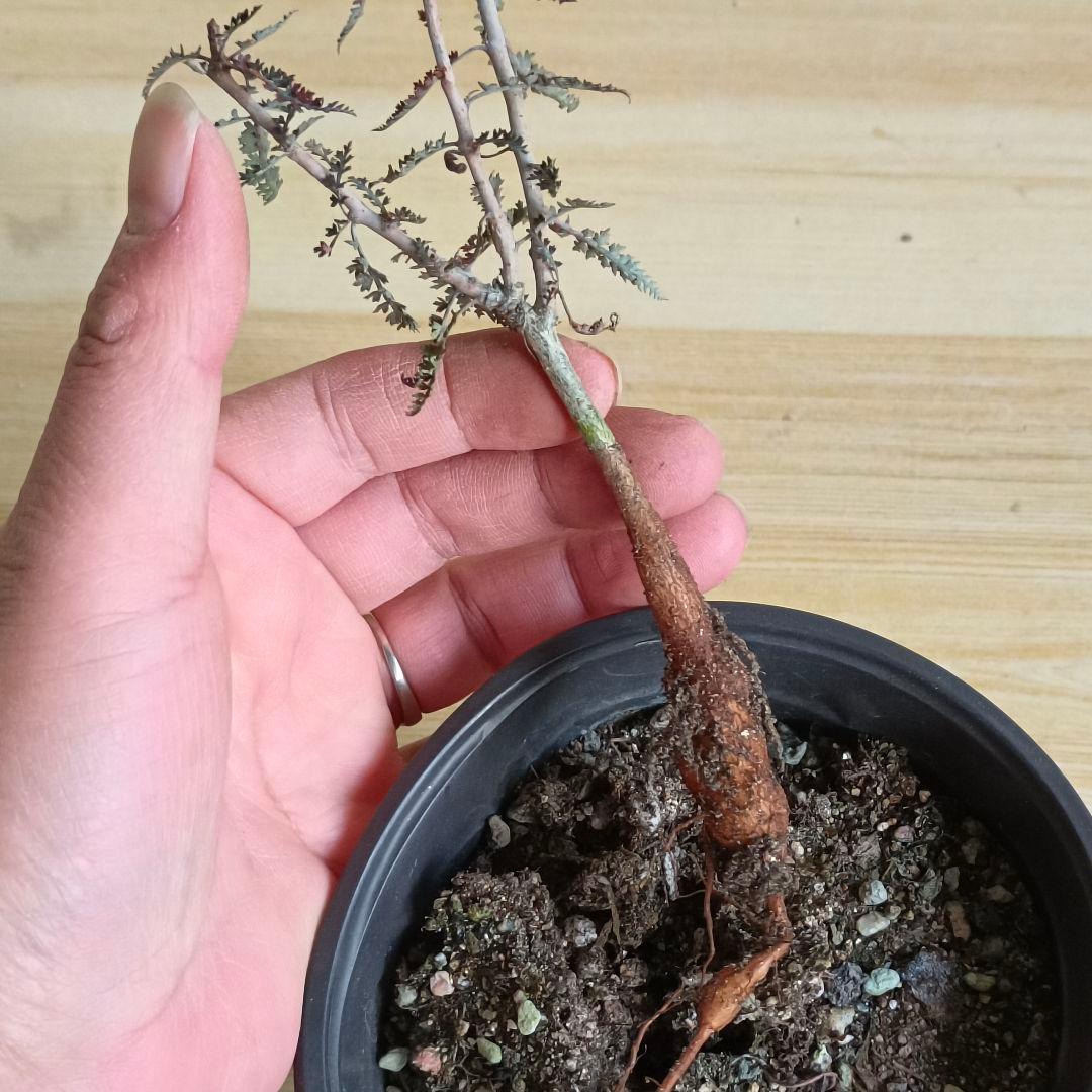 F756 ボスウェリア アスプレニフォリア 実生株 希少株【簡単に葉が落ちる】