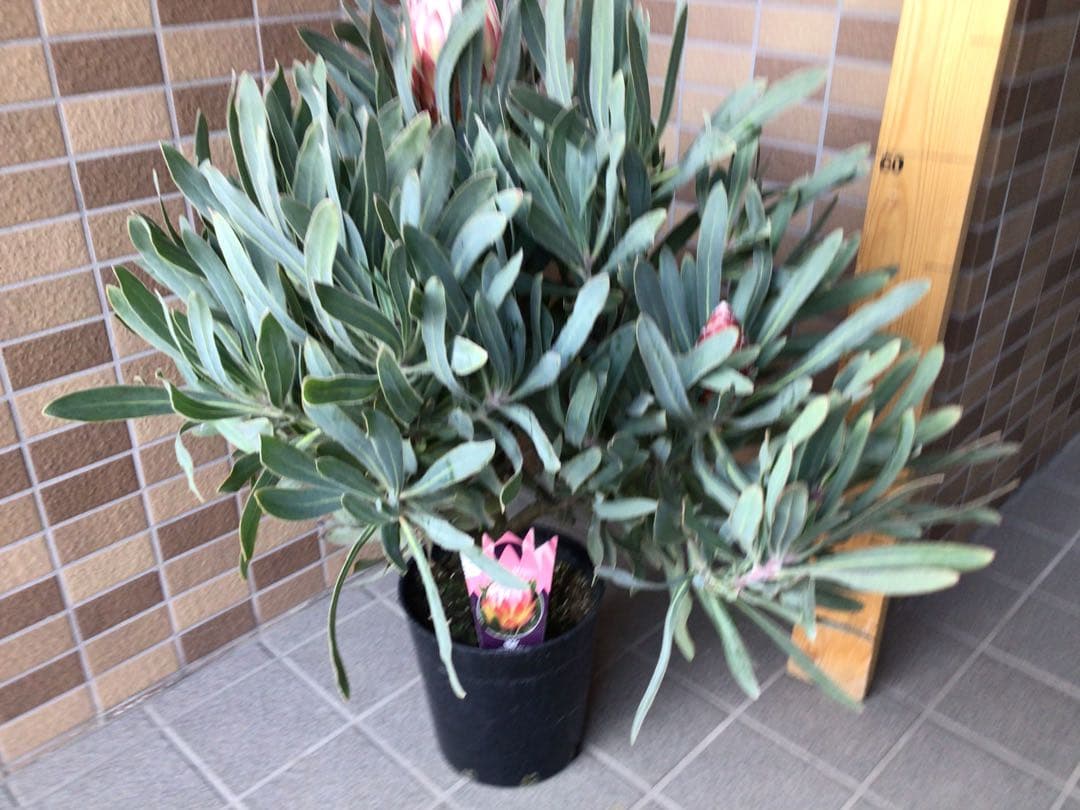 現品1点物の幹極太でつぼみたくさんのプロテア・ポッサムマジック