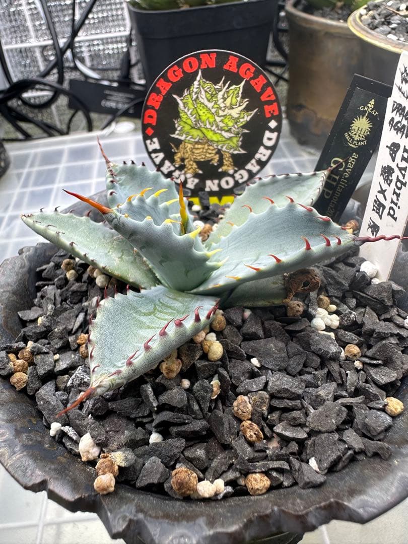 アガベ　ハイブリッド　選抜株