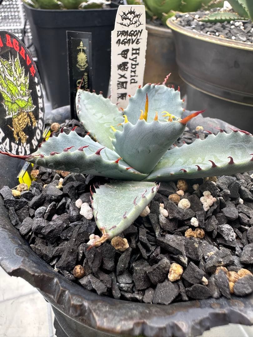 アガベ　ハイブリッド　選抜株