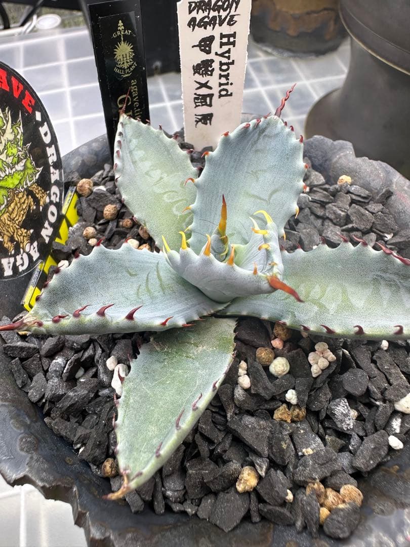 アガベ　ハイブリッド　選抜株