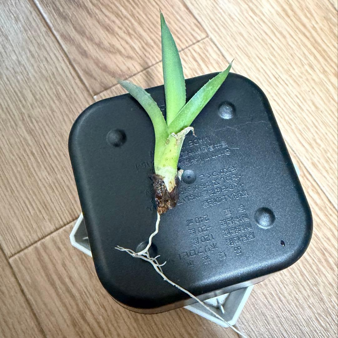 希少子株 アガベ ネバデンシス × コロラータ ハイブリッド ネバコロ