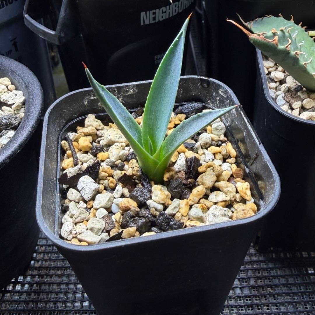 希少子株 アガベ ネバデンシス × コロラータ ハイブリッド ネバコロ