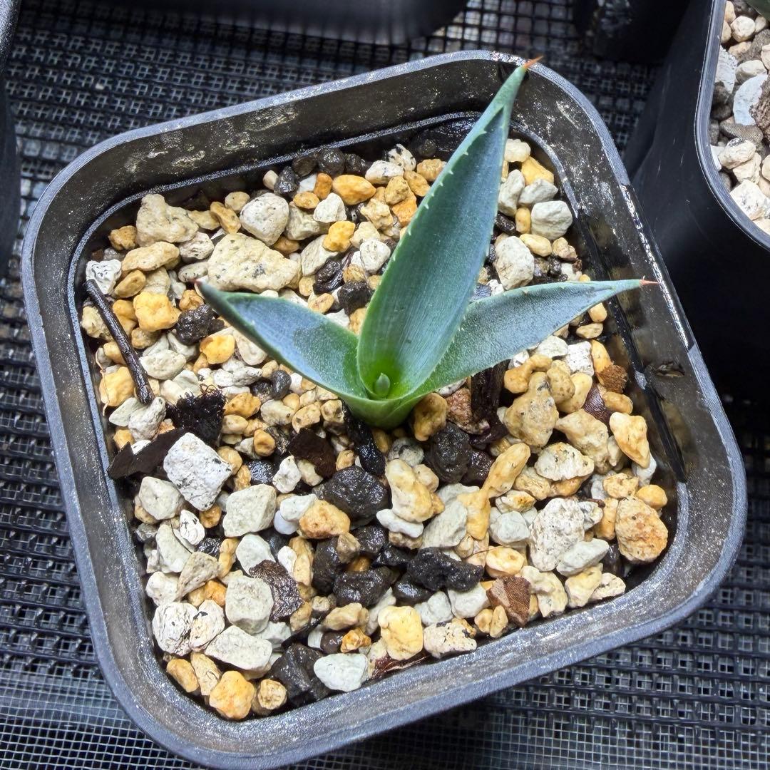 希少子株 アガベ ネバデンシス × コロラータ ハイブリッド ネバコロ