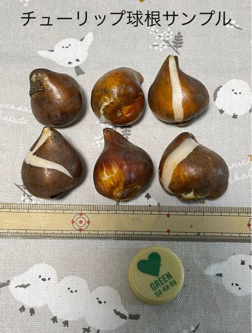 【球根】フォックストロット 7球　チューリップ　ピンク　花色変化　数量限定