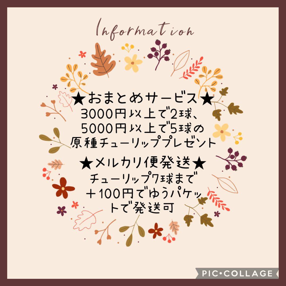 【球根】フォックストロット 7球　チューリップ　ピンク　花色変化　数量限定