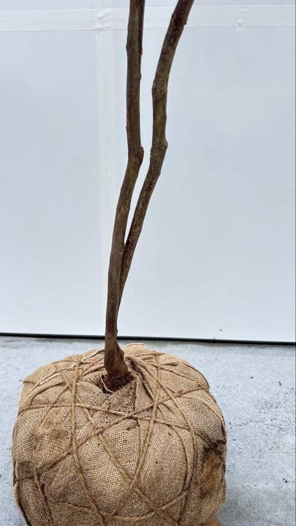 希少 山採り 曲がりの美しい シャシャンボ 695 樹高1.4m位 シャシャンポ