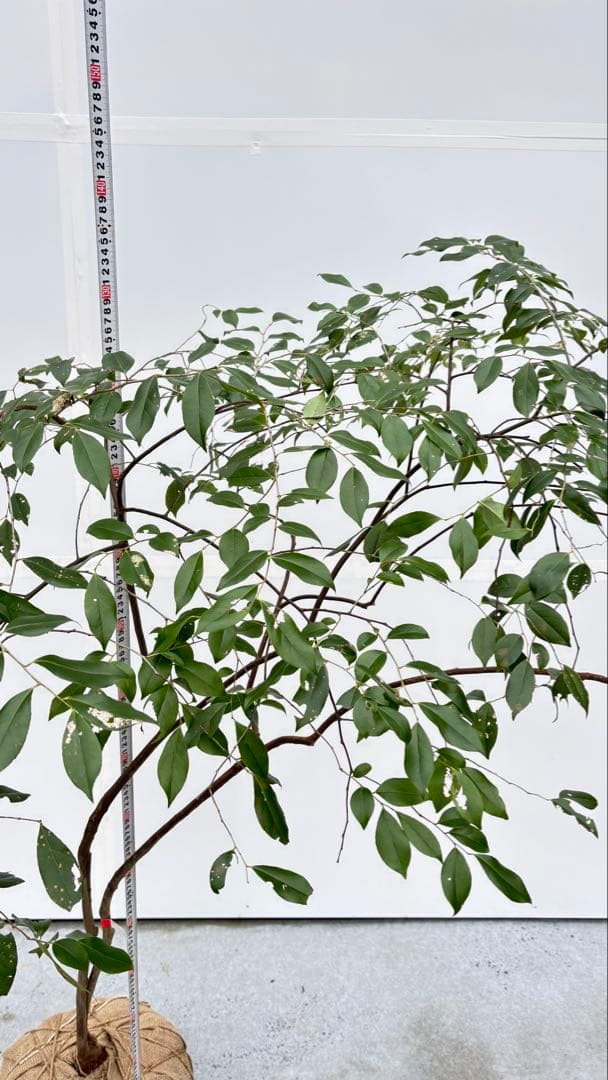 希少 山採り 曲がりの美しい シャシャンボ 695 樹高1.4m位 シャシャンポ