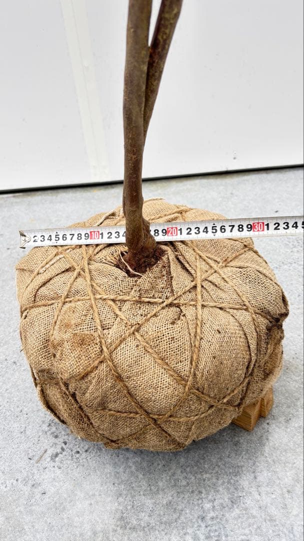 希少 山採り 曲がりの美しい シャシャンボ 695 樹高1.4m位 シャシャンポ