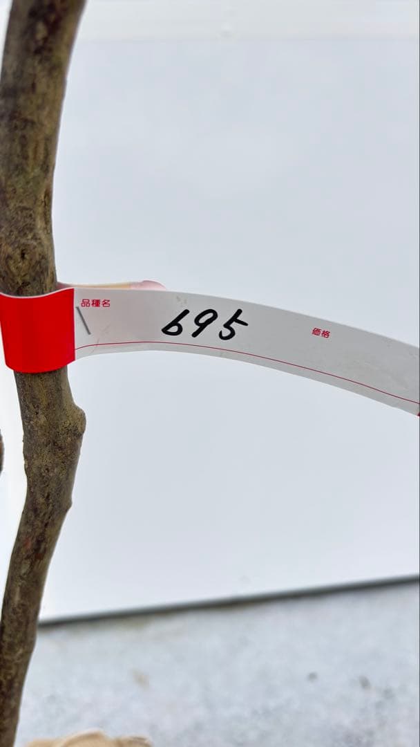 希少 山採り 曲がりの美しい シャシャンボ 695 樹高1.4m位 シャシャンポ