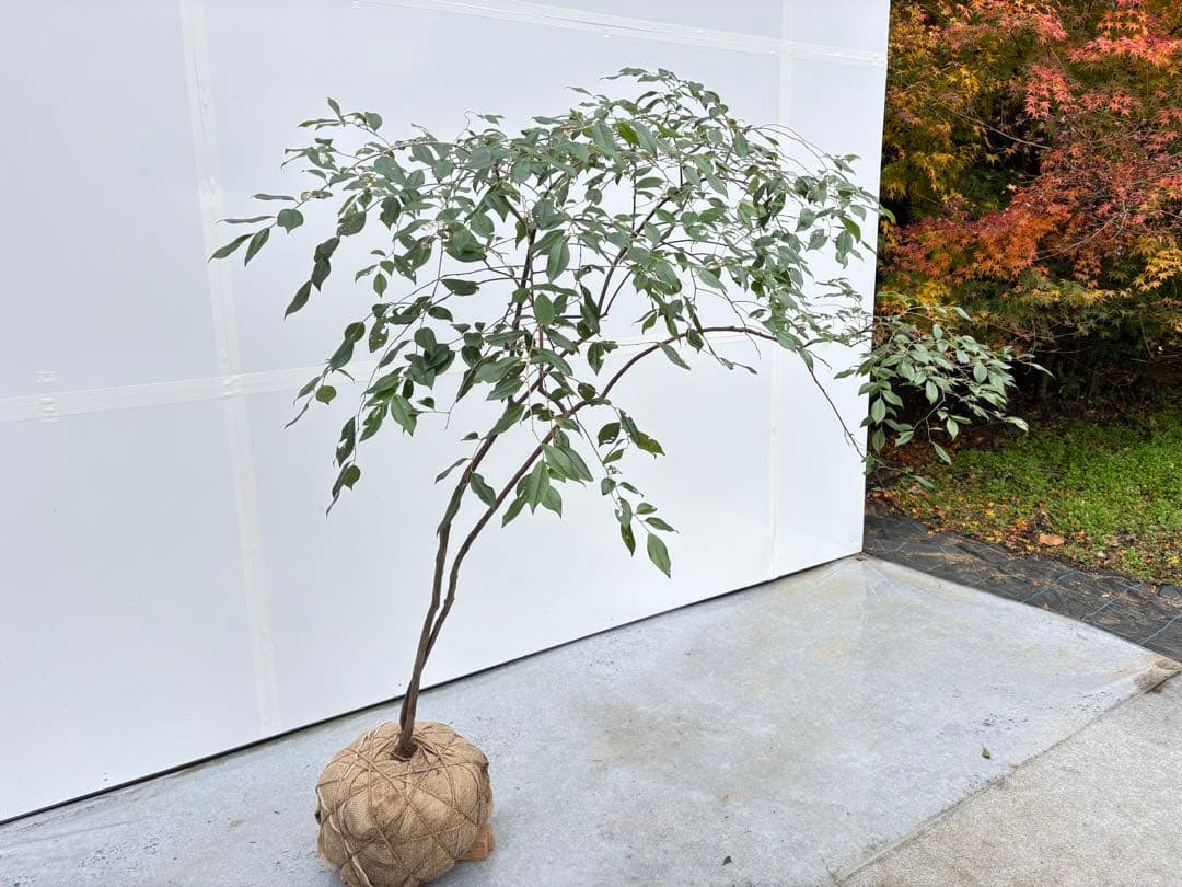 希少 山採り 曲がりの美しい シャシャンボ 695 樹高1.4m位 シャシャンポ