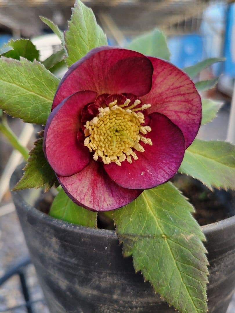 広瀬園芸　レッドグラデーションSD