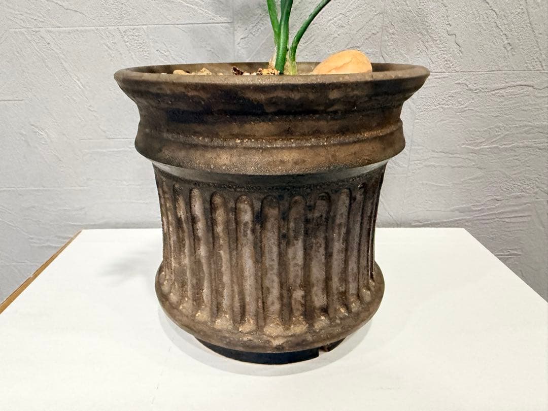 エンセファラルトス　ホリダス・作家鉢　保田修作氏