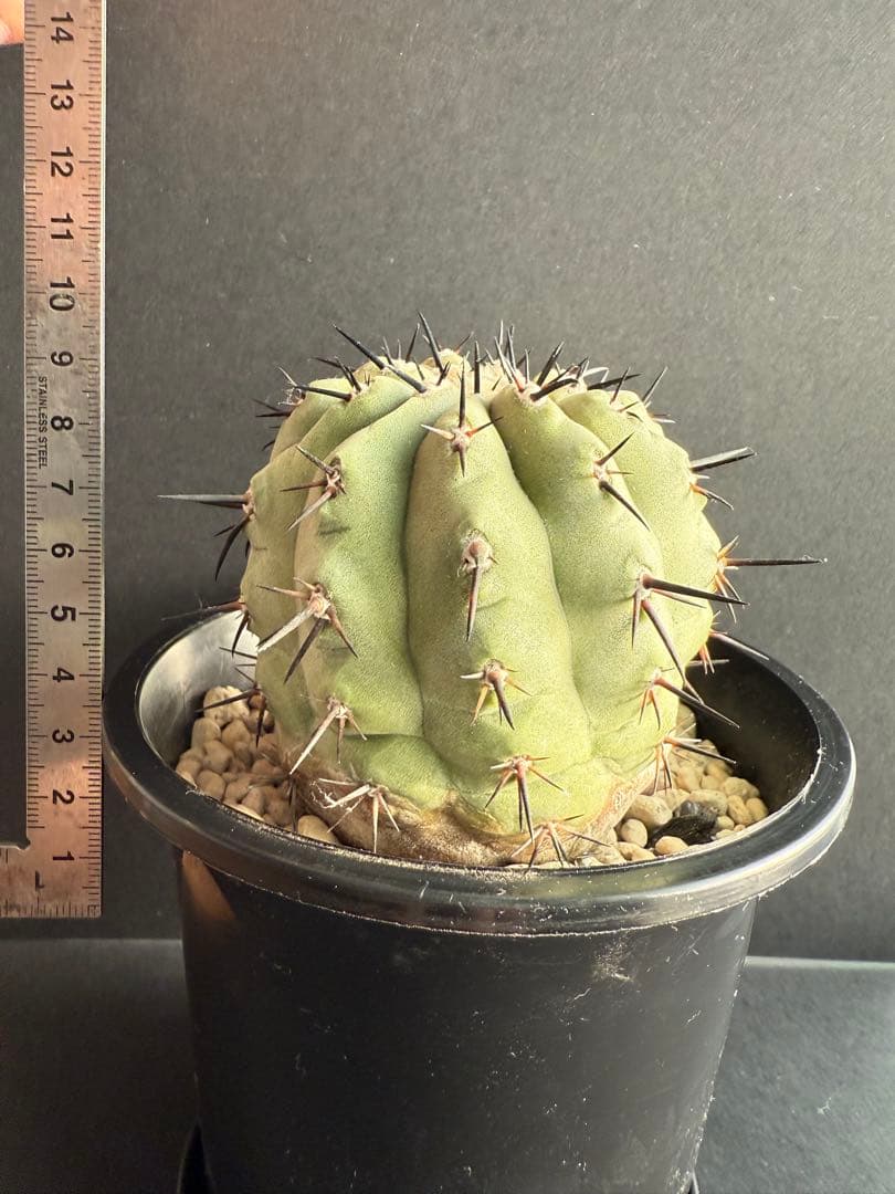 週末限定価格！黒王丸　白肌　厳選　コレクション　多陵　シネレア　特大