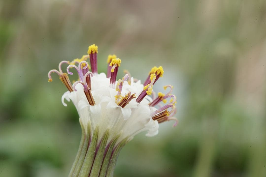 作例付き　Nikon Medical NIKKOR 120mm F4 管mpr