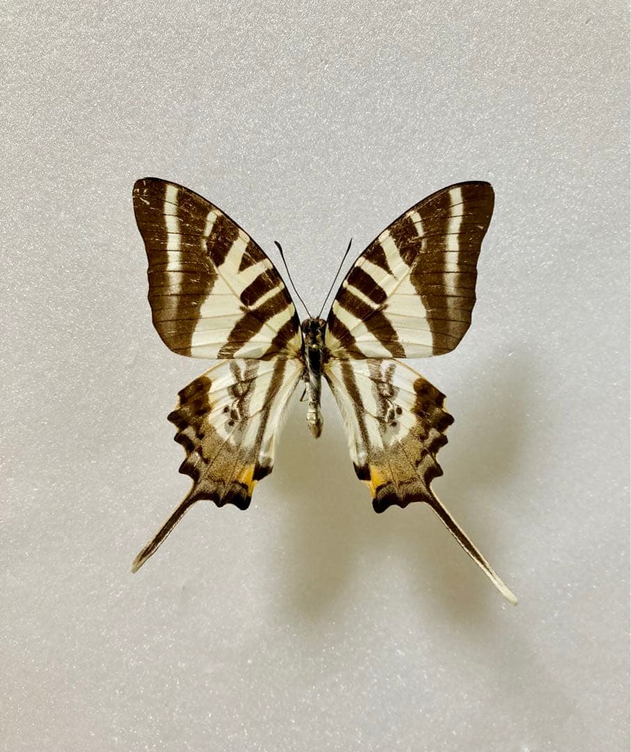 エパミノンダス（1オス、アンダマン島）