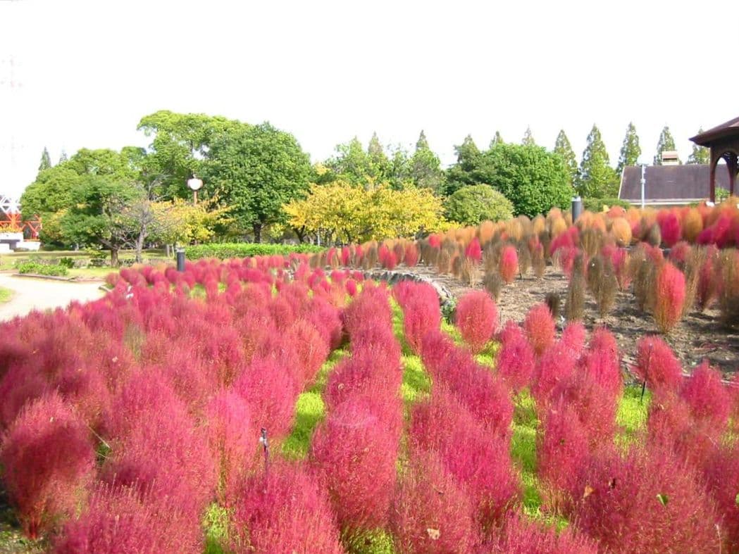 デジタルカメラ Canon IXY DIGITAL 300a