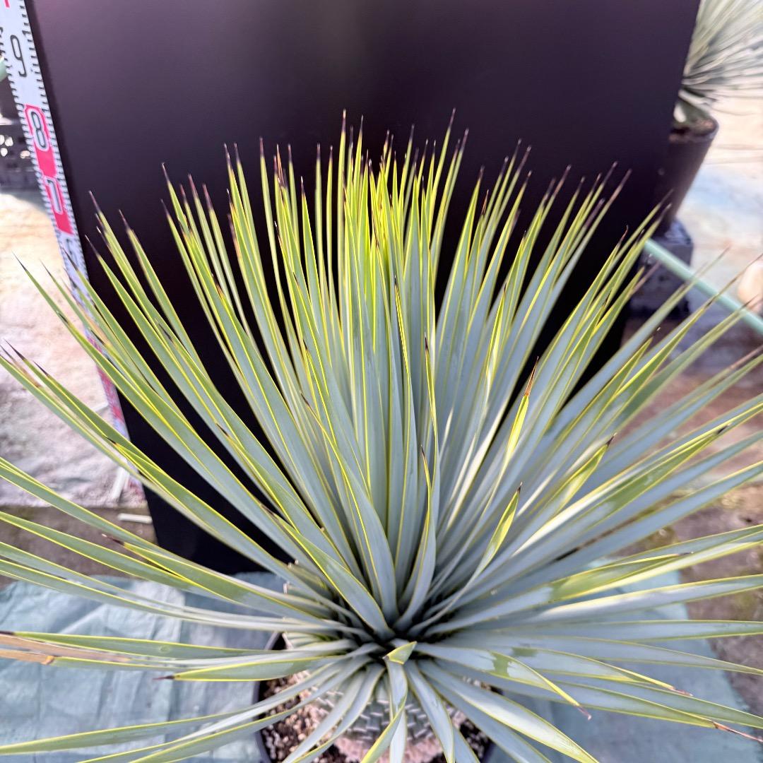 平*政様 【AL1109】ユッカ　ロストラータ