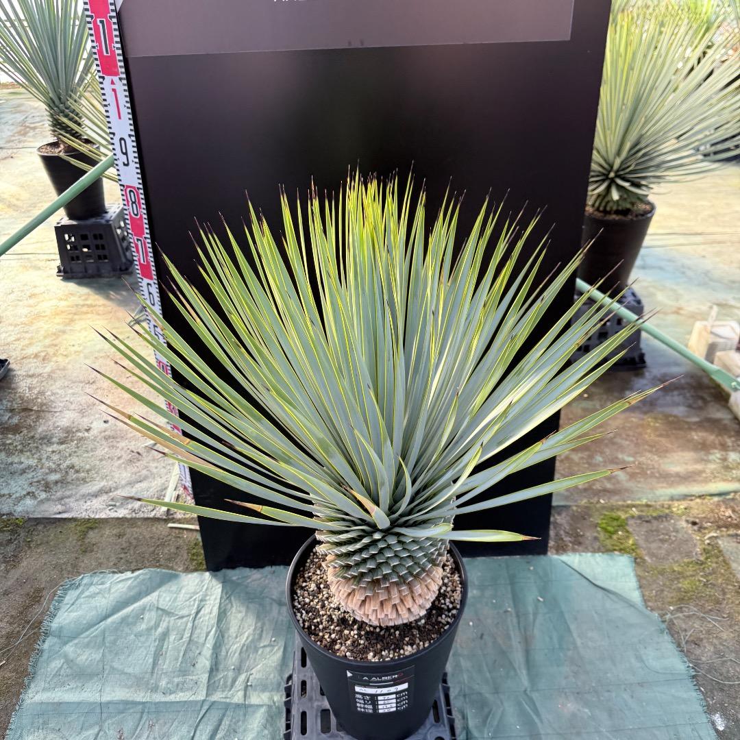 平*政様 【AL1109】ユッカ　ロストラータ