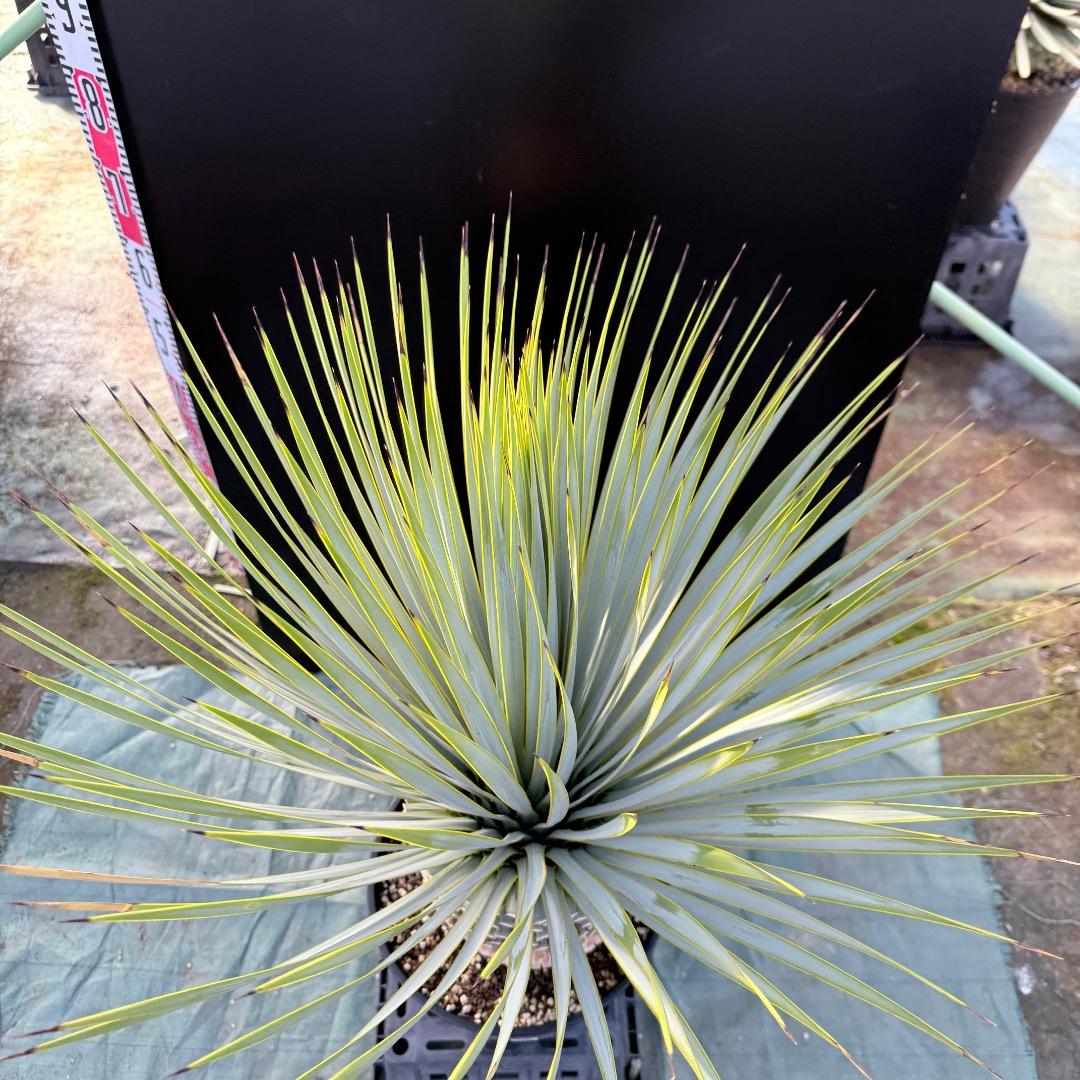 平*政様 【AL1109】ユッカ　ロストラータ