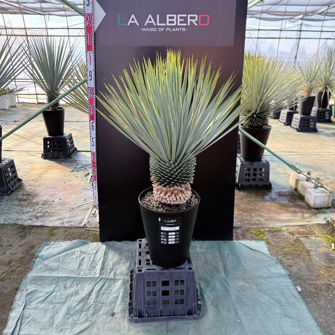 平*政様 【AL1109】ユッカ　ロストラータ