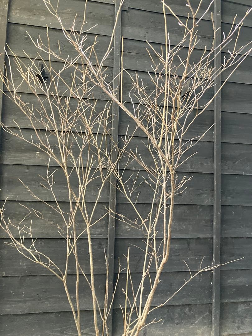 41 山採り　ナツハゼ