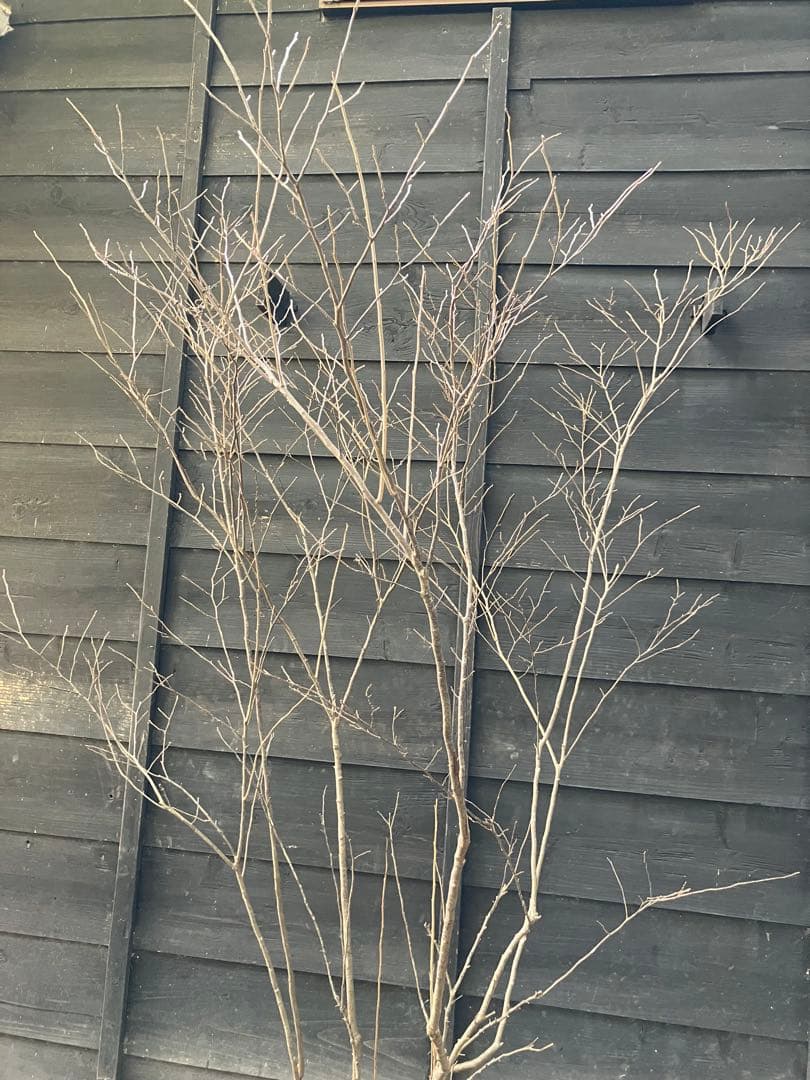 41 山採り　ナツハゼ