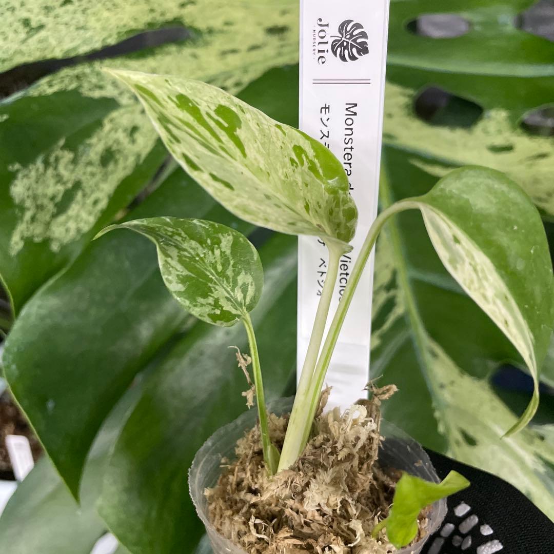 MB3 モンステラ　デリシオーサ　ベトシオーサ　2寸ポリポット　ネコポス発送