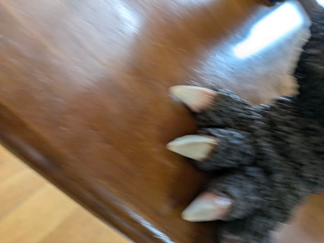 バ-ニングゴジラ特大50センチ要引き取り写真１３から１５は見本