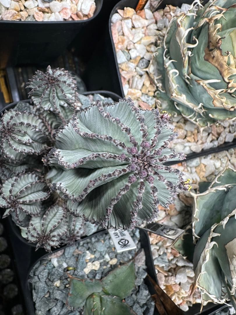 ポリゴナ スノーフレーク 検ユーフォルビア ホリダ バリダ スーパーバリダ