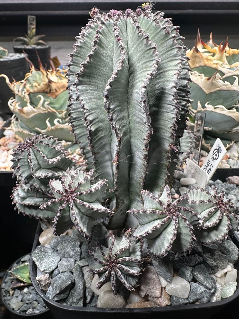 ポリゴナ スノーフレーク 検ユーフォルビア ホリダ バリダ スーパーバリダ