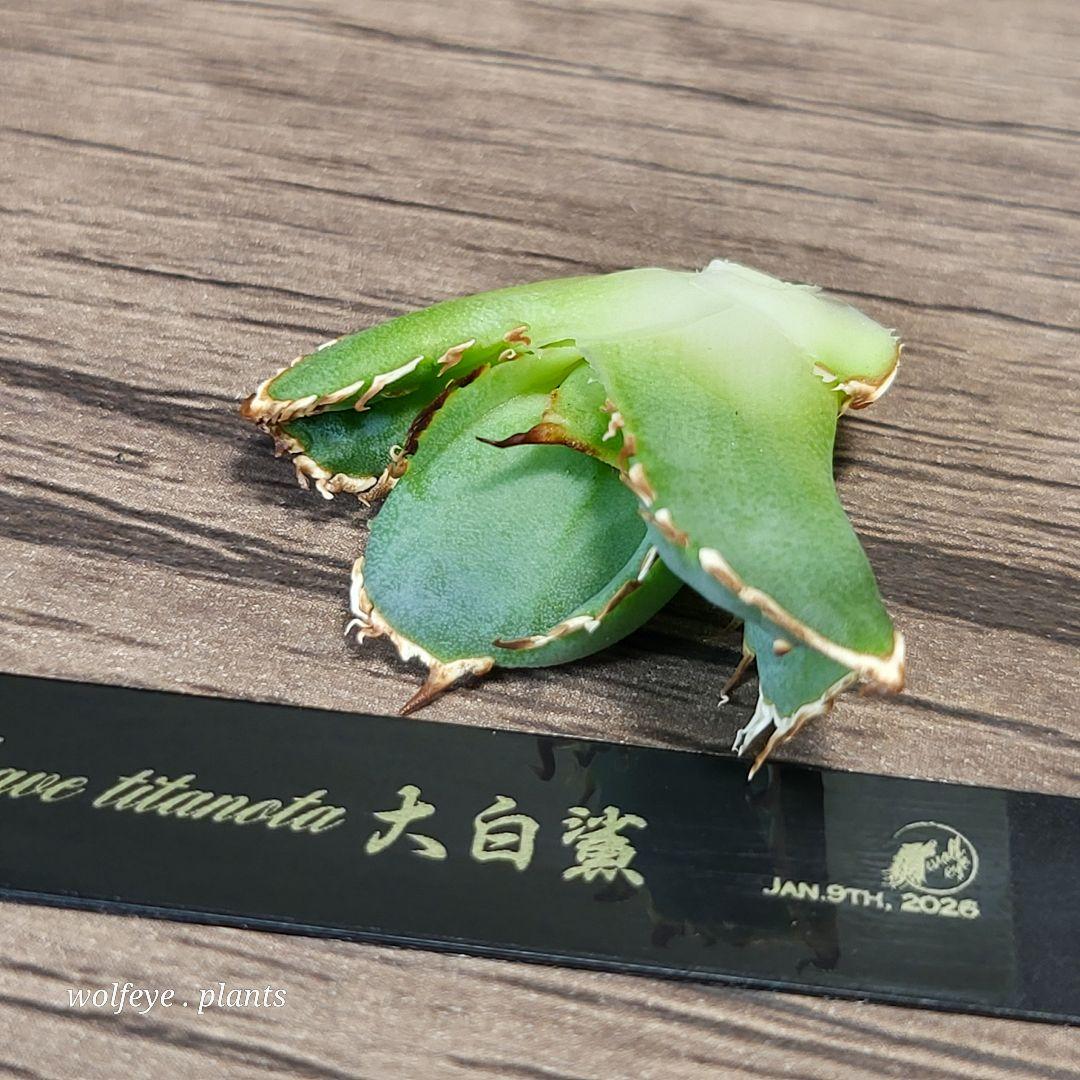 T*8様 アガベ チタノタ 大白鯊 PUP ホホジロザメ lize産