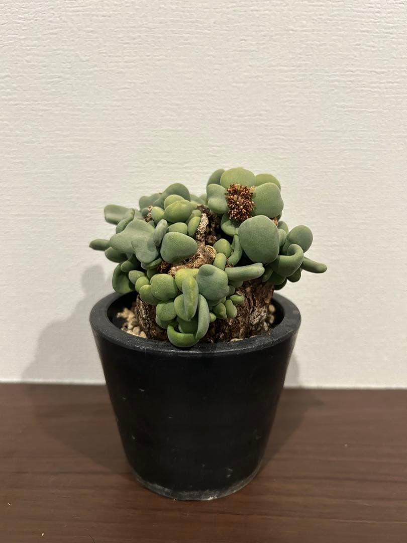 ケラリア　ピグマエア　発根済み